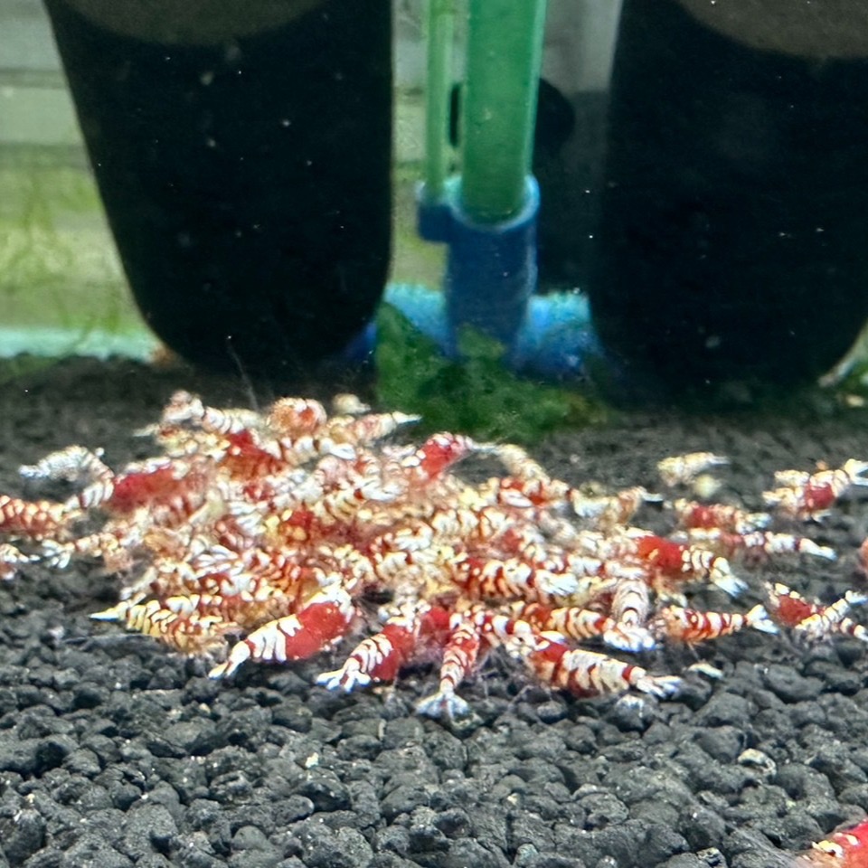 【光欣蝦舍水族】高級釣餌海鮮飼料.紅花虎水晶蝦飼料.水族.高級飼料觀賞蝦飼料-細節圖5