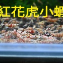 【光欣蝦舍水族】高級釣餌海鮮飼料.紅花虎水晶蝦飼料.水族.高級飼料觀賞蝦飼料-規格圖6