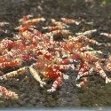 一般紅花虎母蝦