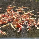 【光欣蝦舍水族】高級釣餌海鮮飼料.紅花虎水晶蝦飼料.水族.高級飼料觀賞蝦飼料-規格圖6