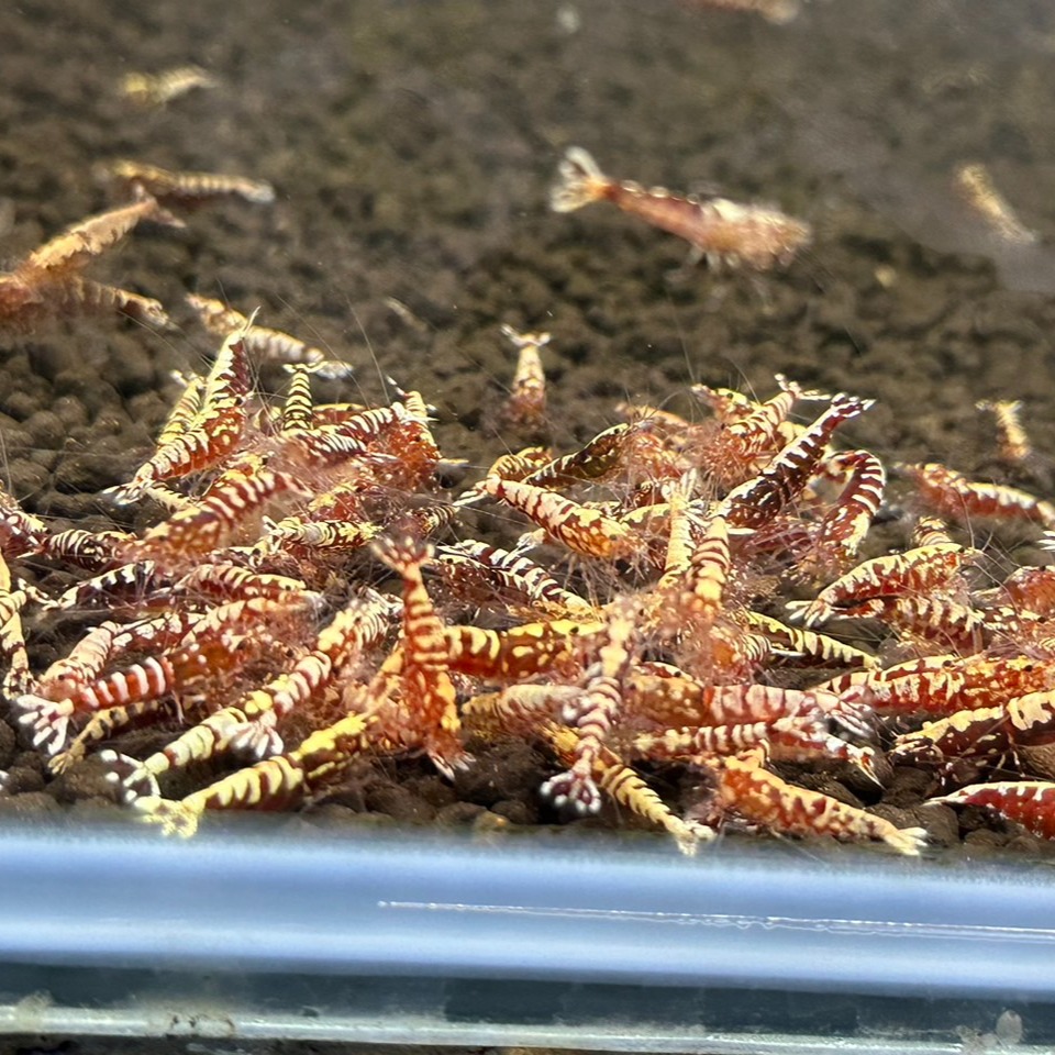 【光欣蝦舍水族】高級釣餌海鮮飼料 .紅銀河雪花基因水晶蝦飼料.水族.高級飼料觀賞蝦飼料-細節圖2