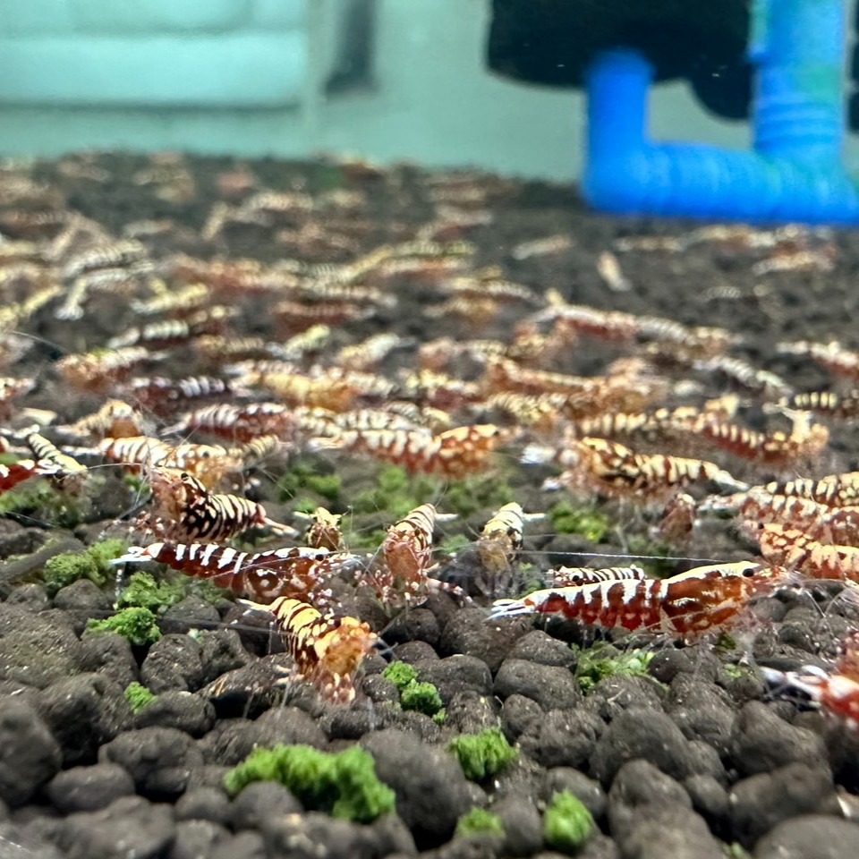 【光欣蝦舍水族】高級釣餌海鮮飼料 .紅銀河雪花基因水晶蝦飼料.水族.高級飼料觀賞蝦飼料-細節圖3