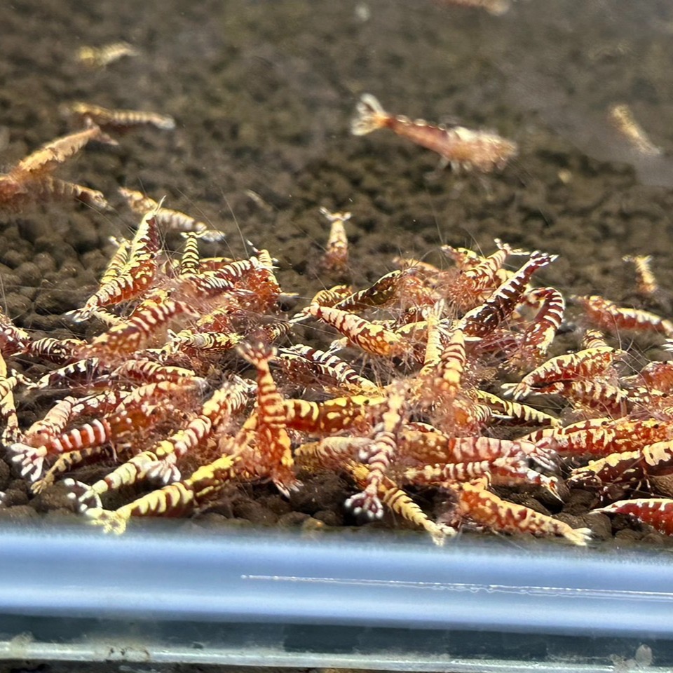 【光欣蝦舍水族】高級釣餌海鮮飼料 .紅銀河雪花基因水晶蝦飼料.水族.高級飼料觀賞蝦飼料-細節圖2