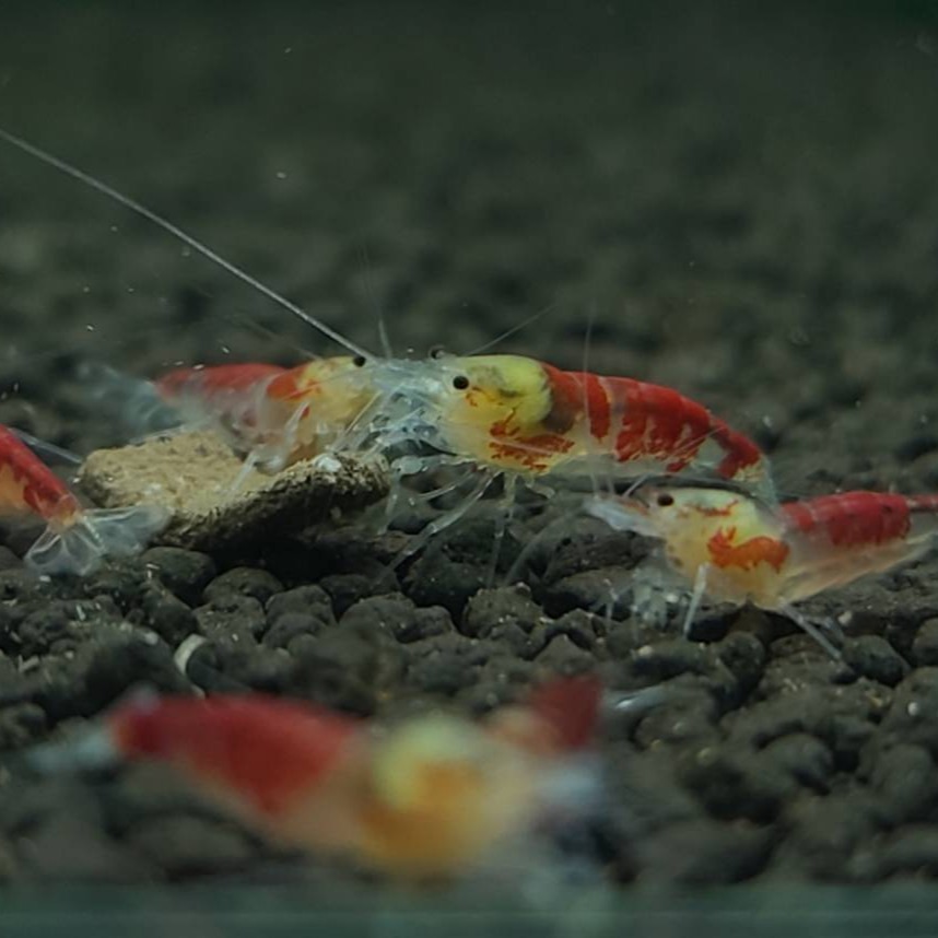 【光欣蝦舍水族】高級釣餌海鮮飼料.黃金龍水晶蝦飼料.水族.高級飼料觀賞蝦飼料-細節圖4