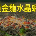 【光欣蝦舍水族】高級釣餌海鮮飼料.黃金龍水晶蝦飼料.水族.高級飼料觀賞蝦飼料-規格圖5