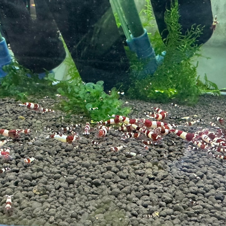 【光欣蝦舍水族】高級釣餌海鮮飼料.紅金剛水晶蝦飼料.水族.高級飼料觀賞蝦飼料-細節圖2