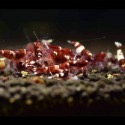 【光欣蝦舍水族】高級釣餌海鮮飼料.紅金剛水晶蝦飼料.水族.高級飼料觀賞蝦飼料-規格圖3