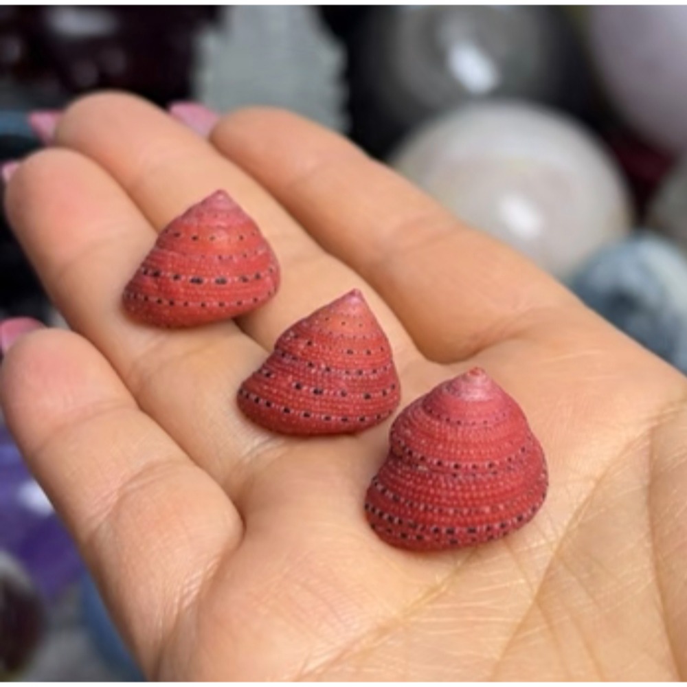 ❄️預購❄️天然草莓螺 草莓鐘螺 草莓螺 化石 天然海螺 海螺貝殼 天然貝殼海螺 魚缸造景 小擺飾 化石擺飾 海螺小擺飾-細節圖2