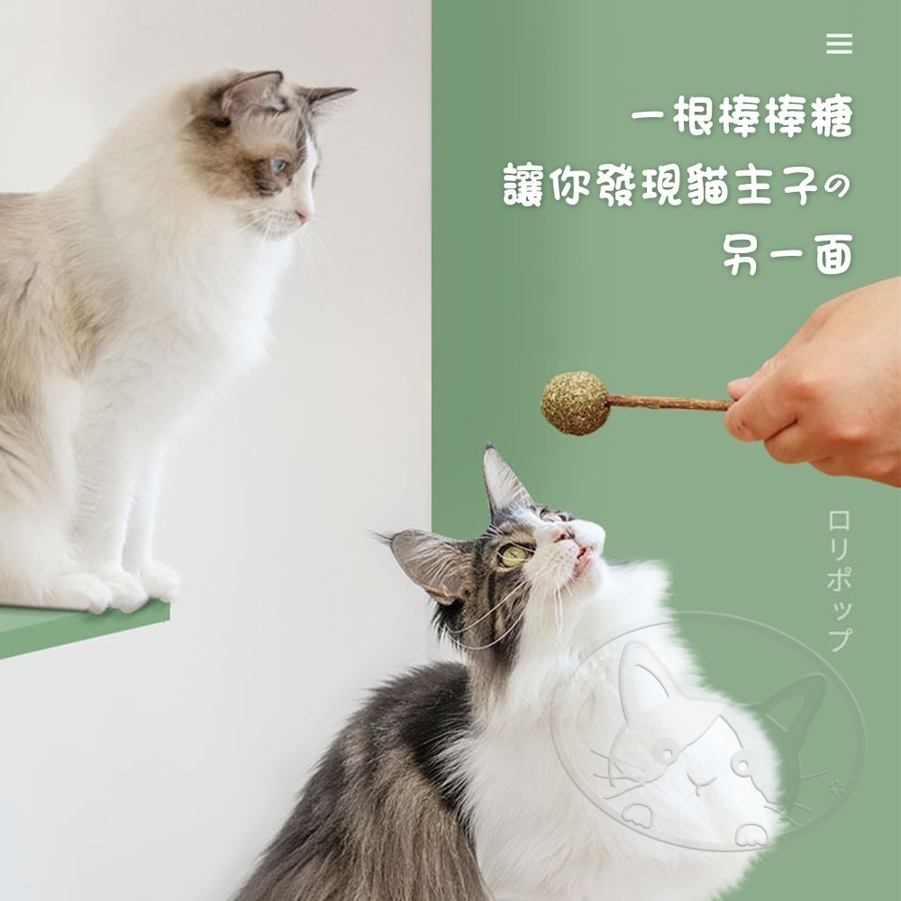 【WangLife】貓薄荷木天蓼棒棒糖 木天蓼 木天蓼棒 貓草球 貓草 貓咪用品 貓薄荷球 貓薄荷草 貓薄荷 貓薄荷-細節圖5