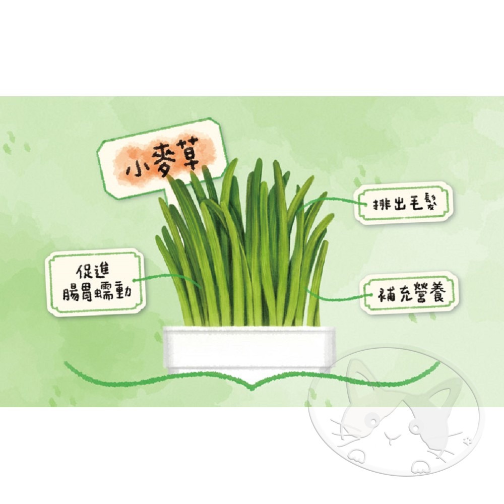 【WangLife】Eats 易特廚 新鮮貓草 小麥草+貓薄荷 雙拼組 DIY 新鮮貓草 貓咪 紓壓 寵物-細節圖7