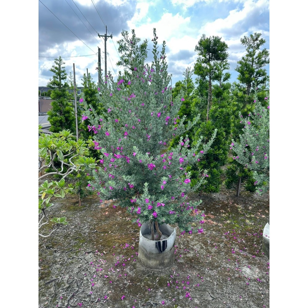 香菜多利-規格圖1