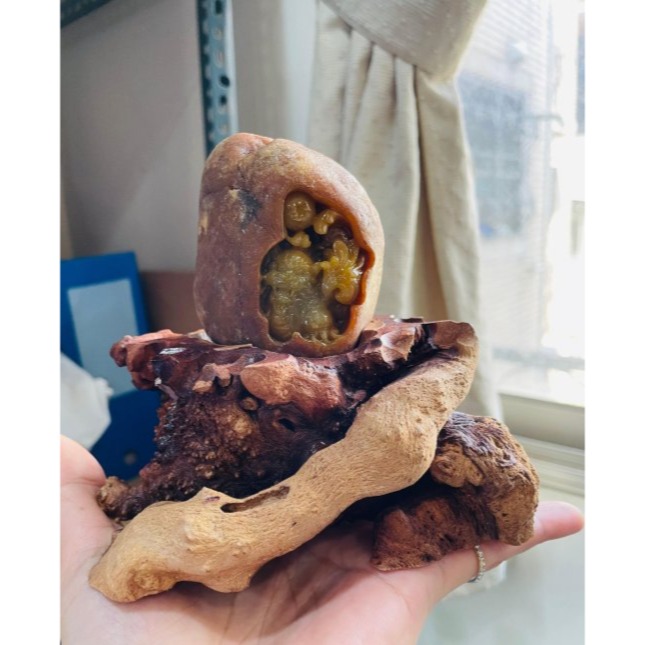 天然A貨緬甸玉 收藏件 油黃原石獨籽黃金貔貅翡翠把玩件/擺件 完整皮殼開窗玻璃種滿黃肉 皮薄肉多 附台証-細節圖8