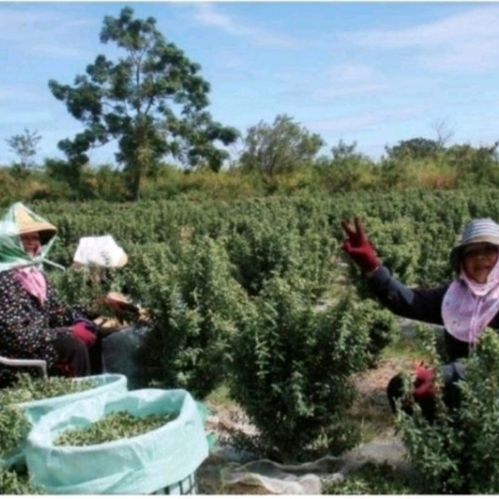三禾家（芭樂心葉茶）台東嚴選伴手禮產地直送❤️三禾家❤️💯💯-細節圖6