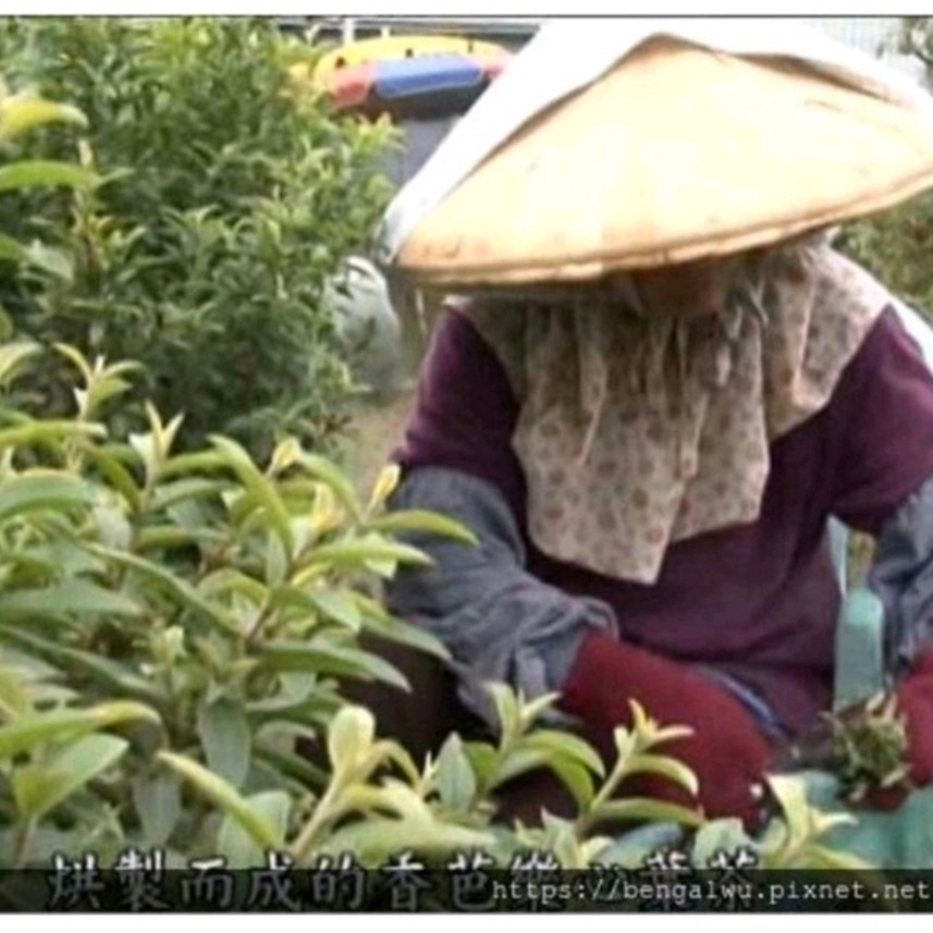 三禾家（芭樂心葉茶）台東嚴選伴手禮產地直送❤️三禾家❤️💯💯-細節圖7