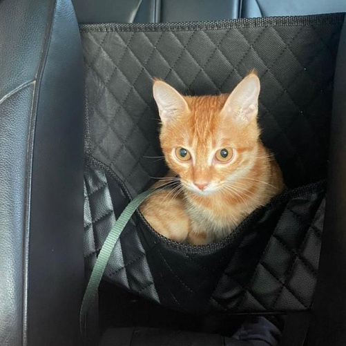 汽車後照鏡 防雨膜【現貨防霧🔥贈清潔包】防水膜 後視鏡貼 防水防霧 汽車後視鏡 貼膜 汽車百貨 防雨貼 防水貼 後視鏡膜-細節圖8