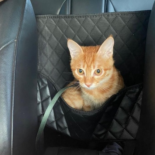 【台灣現貨✅免運】多夾層🔥大容量 車用椅背收納網 汽車椅背收納袋 車用置物袋 汽車收納網 車用置物網 汽車椅背置物網袋-細節圖5