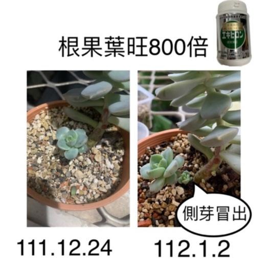 日本進口根果葉旺500g 開根素 開根生長 植物營養劑-細節圖2