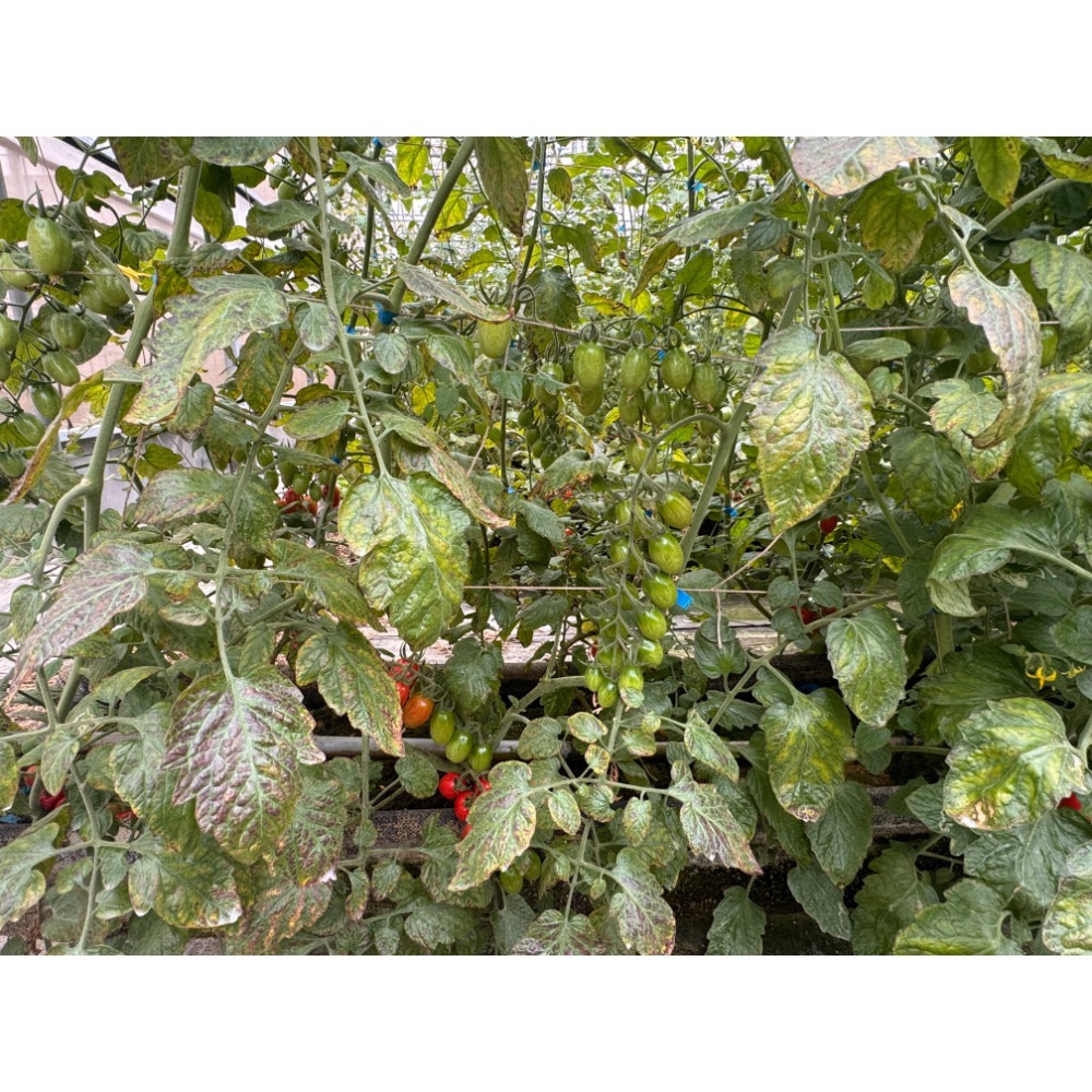 產銷履歷//溫室//無毒//玉女小蕃茄-細節圖5