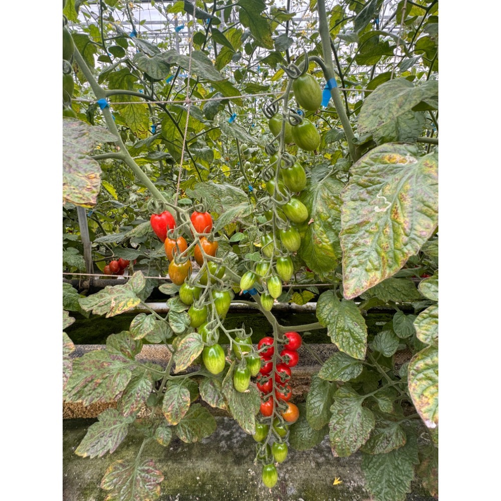產銷履歷//溫室//無毒//玉女小蕃茄-細節圖6