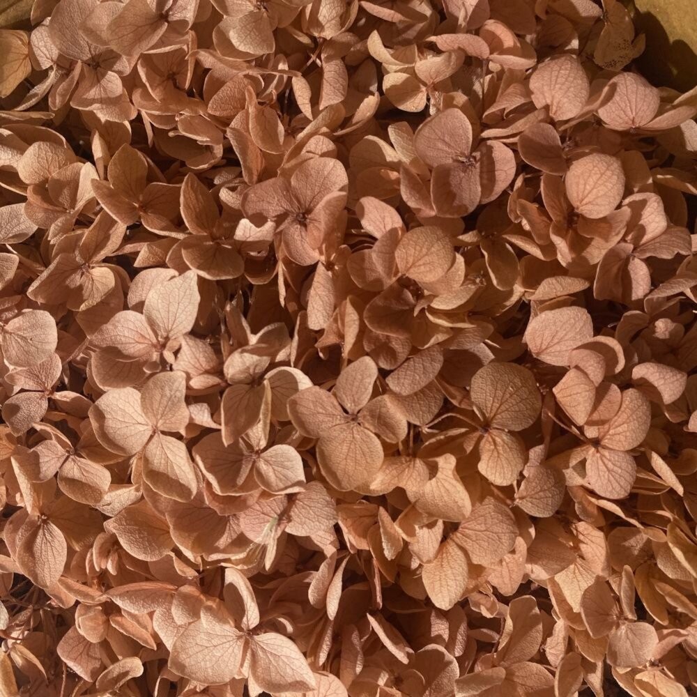 繡球花 永生繡球花 小份量1-2克 5g 裝 永生花 永生安娜繡球 永生木繡球 DIY 浮游花 短支花材-細節圖5