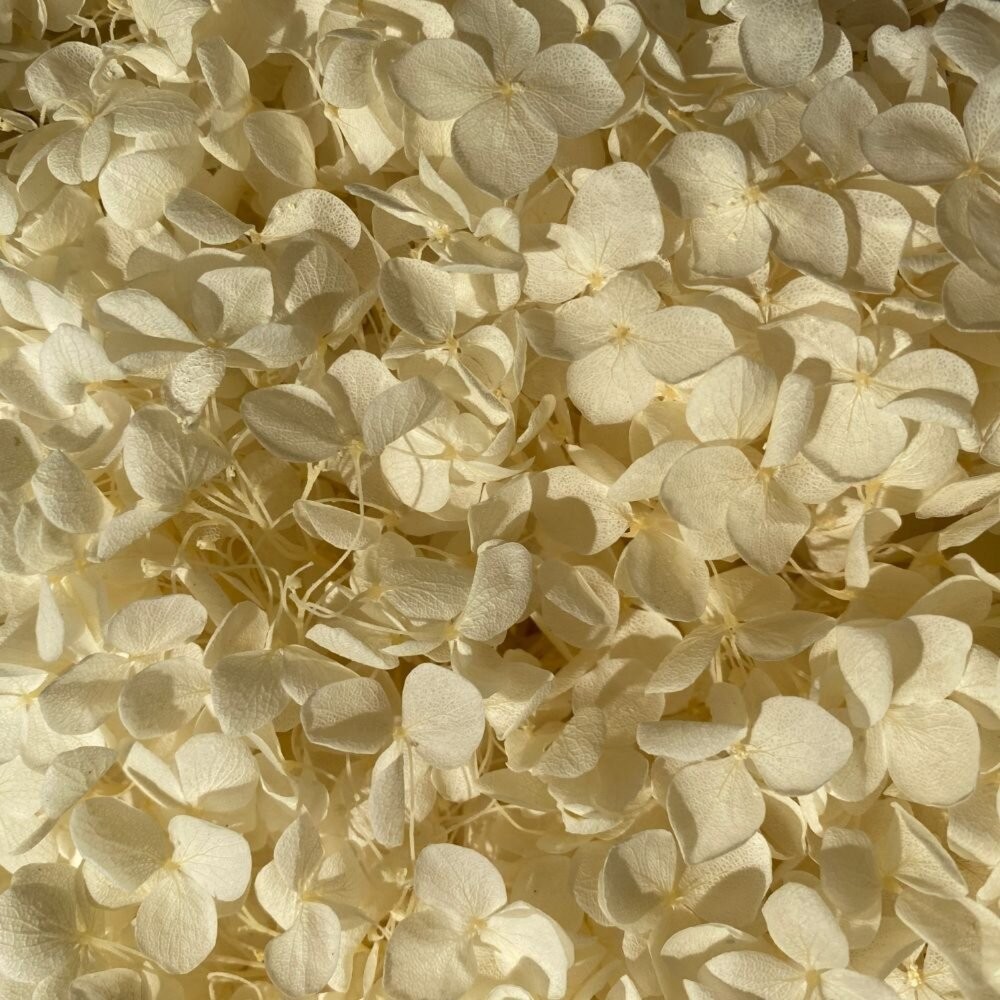 繡球花 永生繡球花 小份量1-2克 5g 裝 永生花 永生安娜繡球 永生木繡球 DIY 浮游花 短支花材-細節圖6