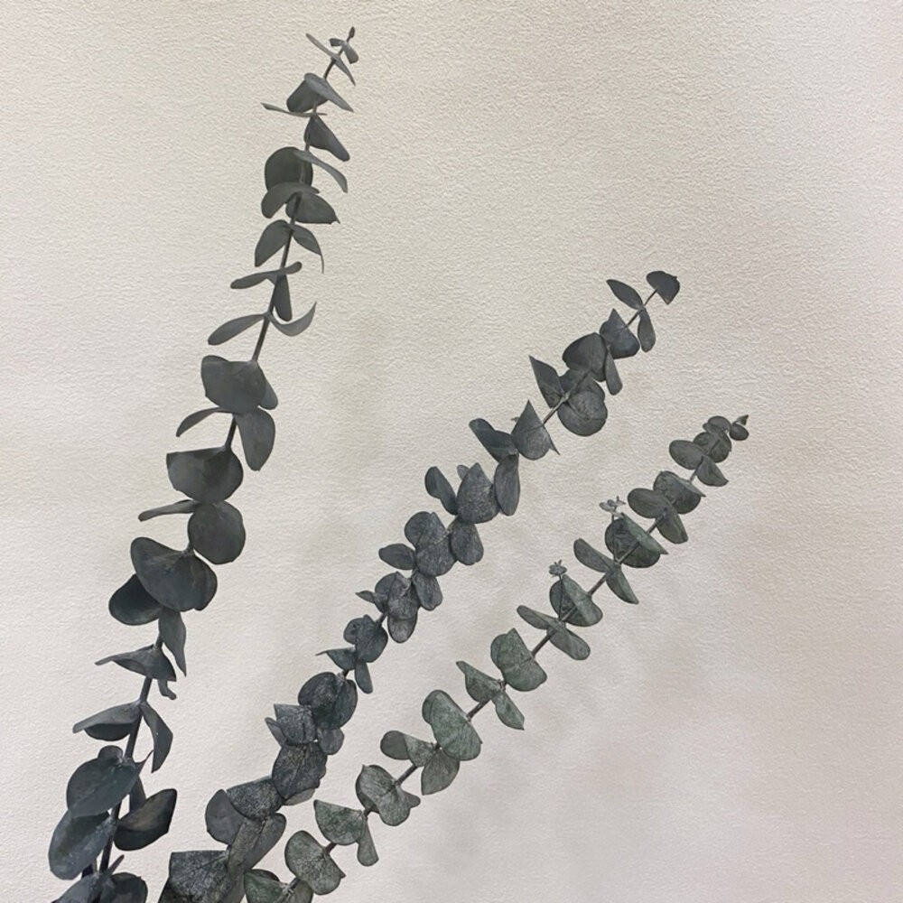 【森林海】尤加利 乾燥花 永生尤加利葉 拍照道具 不凋花 保鮮花 不凋花 人造花 花束捧花 花藝設計 室內擺飾 婚禮佈置-細節圖5