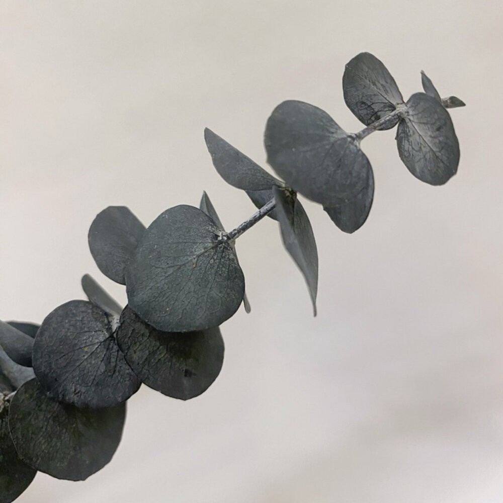 【森林海】尤加利 乾燥花 永生尤加利葉 拍照道具 不凋花 保鮮花 不凋花 人造花 花束捧花 花藝設計 室內擺飾 婚禮佈置-細節圖6