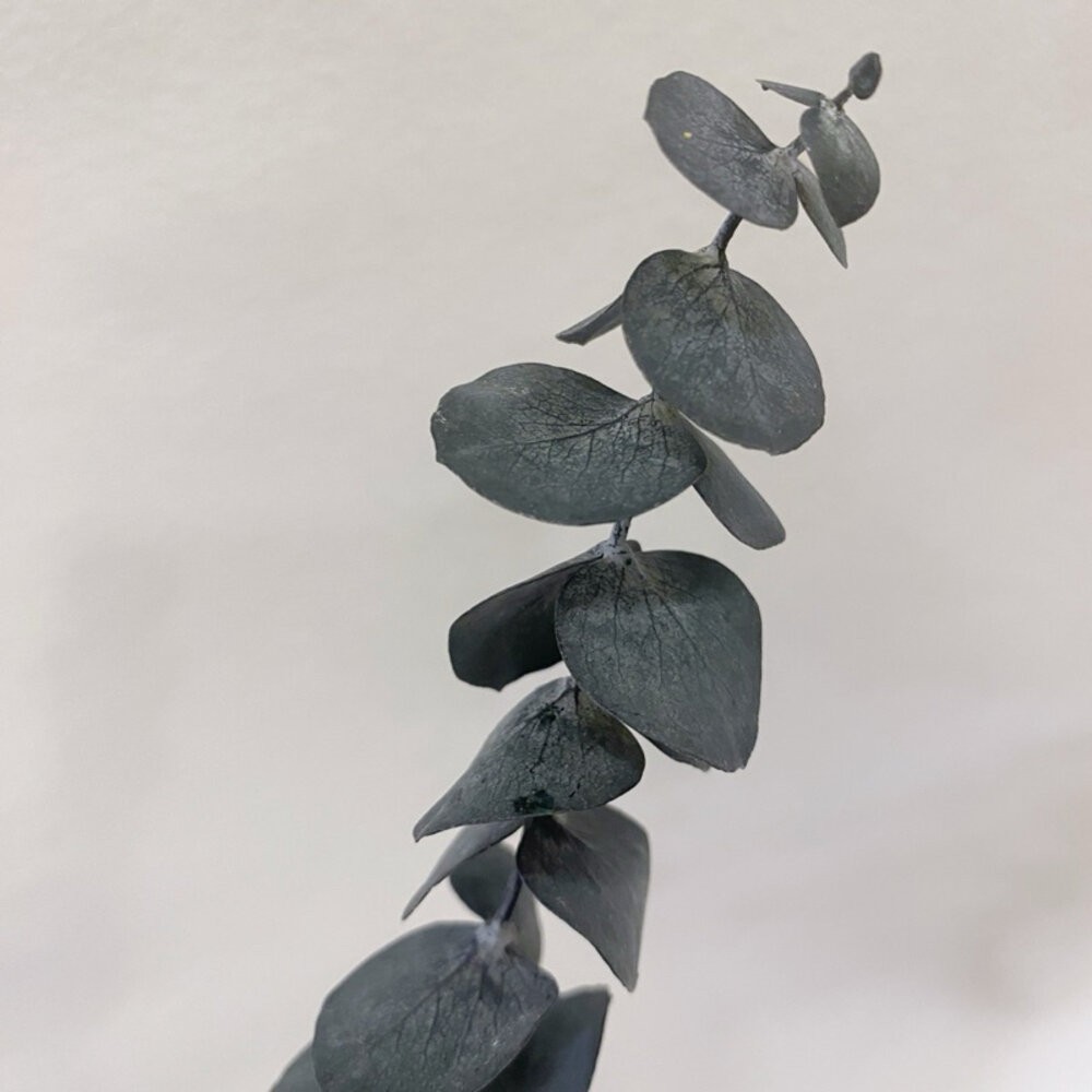 【森林海】尤加利 乾燥花 永生尤加利葉 拍照道具 不凋花 保鮮花 不凋花 人造花 花束捧花 花藝設計 室內擺飾 婚禮佈置-細節圖7