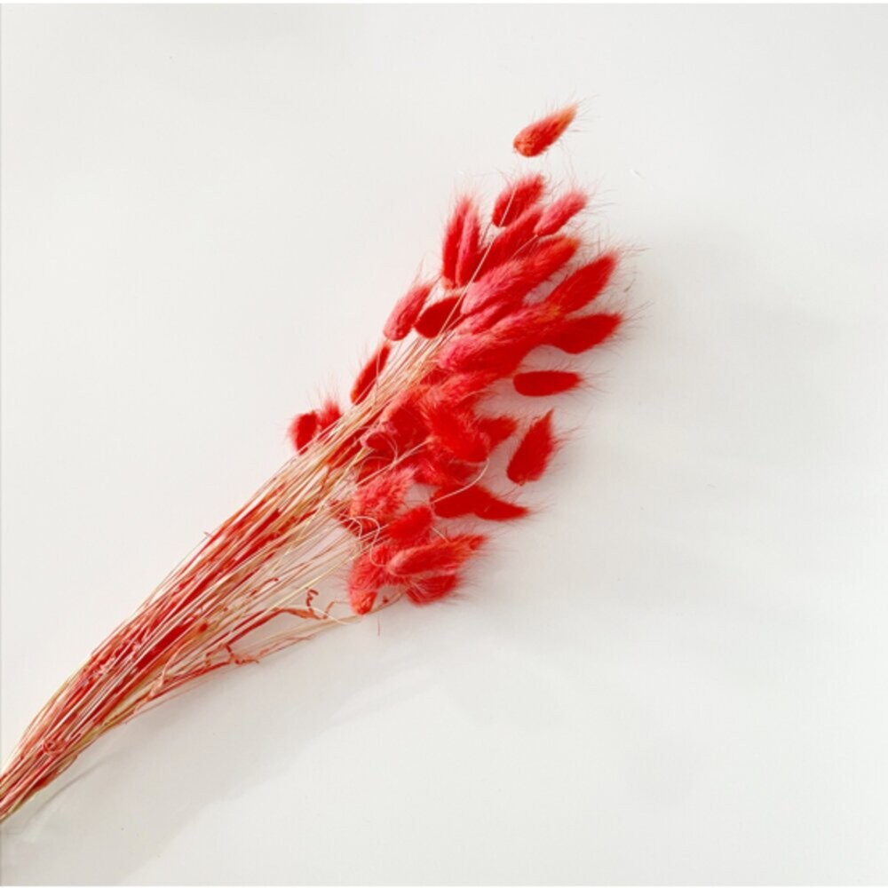 兔尾草 永生花 新娘捧花 乾燥花 花束 GXS拍照道具-細節圖3