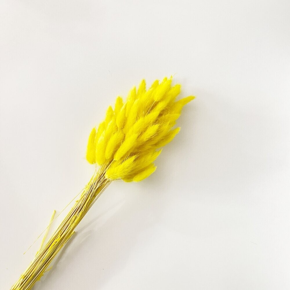 兔尾草 永生花 新娘捧花 乾燥花 花束 GXS拍照道具-細節圖4