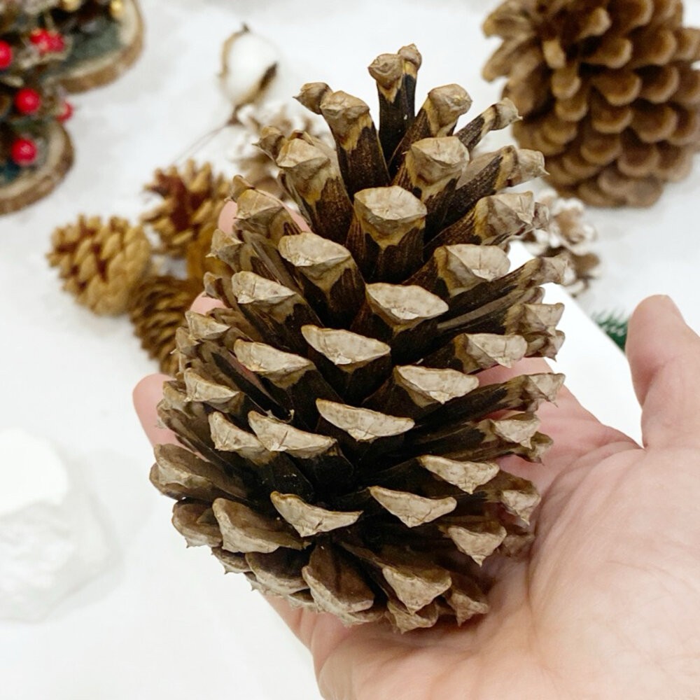 松果 聖誕裝飾 乾燥花 聖誕花圈 聖誕樹 聖誕節 聖誕花圈diy-規格圖9