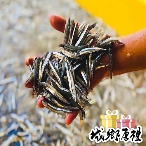 【享島鮮物】澎湖生丁香魚 Penghu clove fish 200g±4.5%