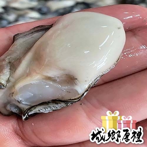 【享島鮮物】澎湖牡蠣清肉Penghu fresh oyster meat 600公克
