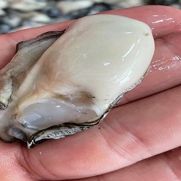 【享島鮮物】澎湖牡蠣清肉Penghu fresh oyster meat 600公克-細節圖2