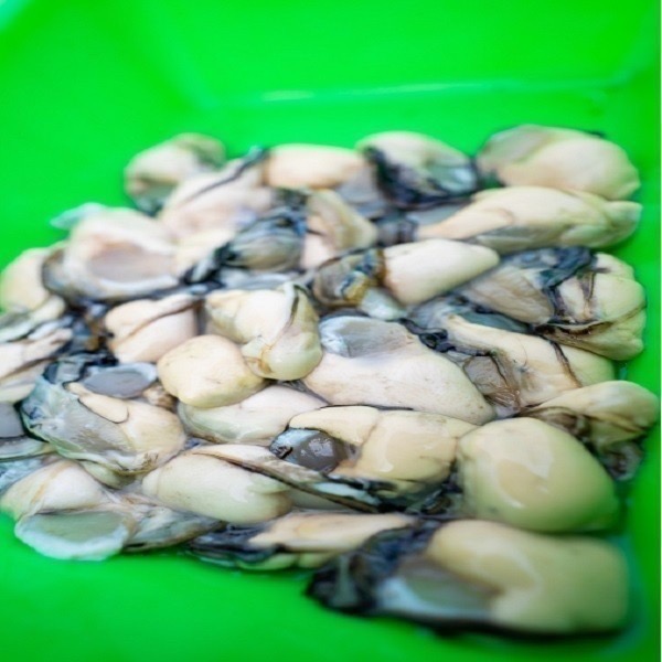 【享島鮮物】澎湖牡蠣清肉Penghu fresh oyster meat 600公克-細節圖3