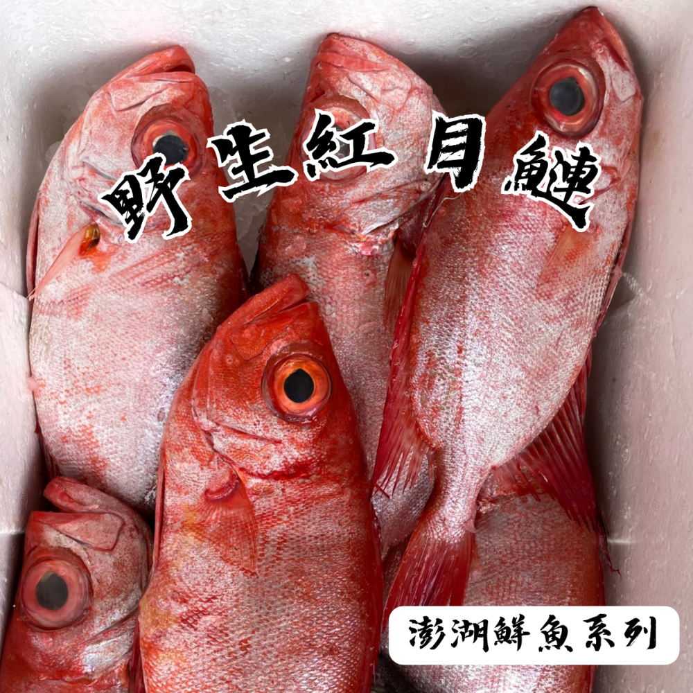 【享島鮮物】澎湖鮮魚_野生紅目鰱-細節圖2