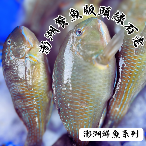 【享島鮮物】澎湖鮮魚_綠石老綠石佬-細節圖2