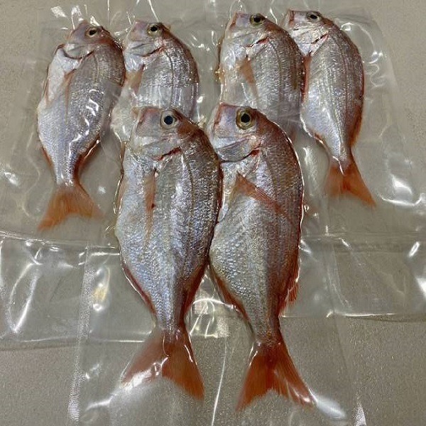 【享島鮮物】澎湖鮮魚_野生盤仔魚 二尾入-細節圖4