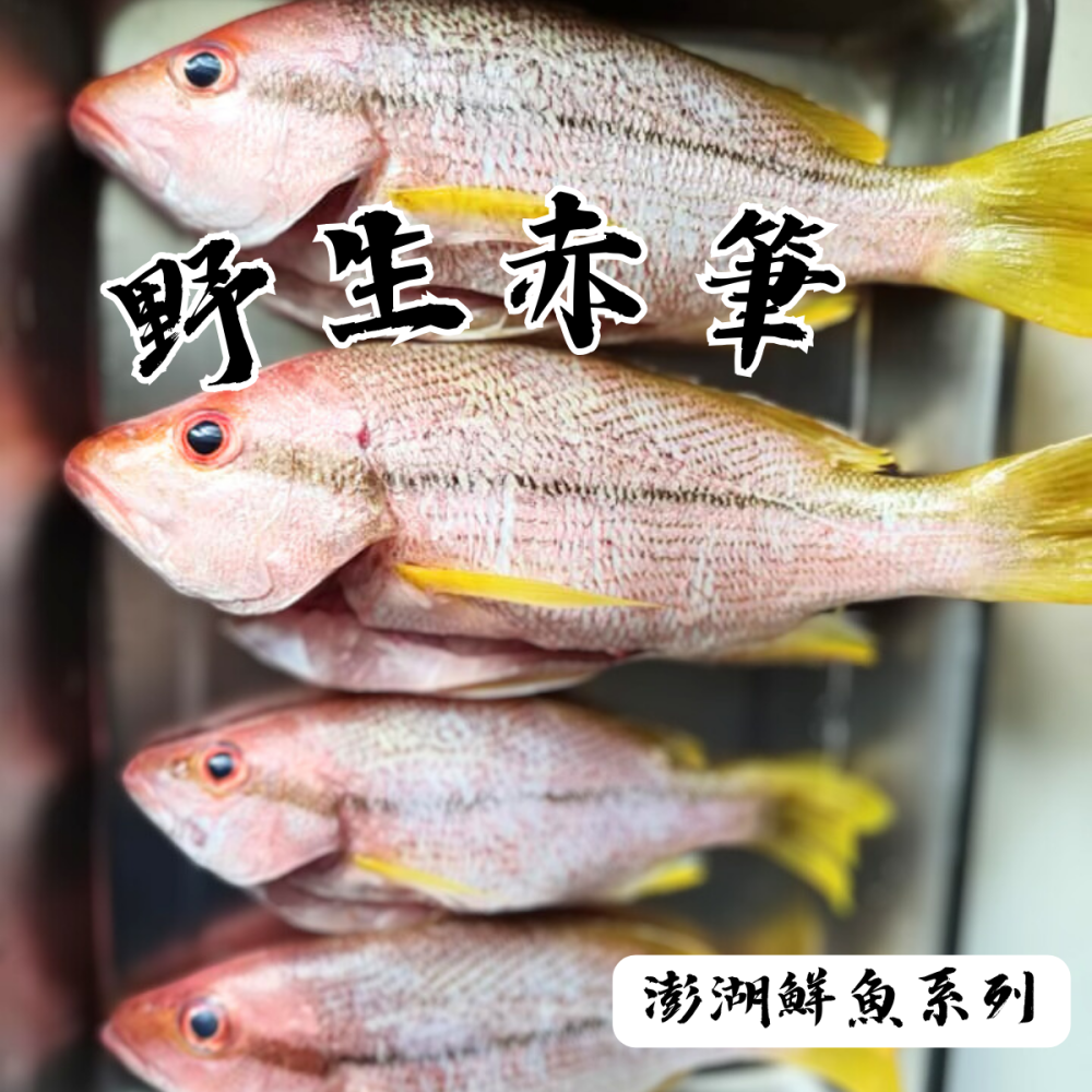 澎湖鮮魚_野生赤筆-細節圖2