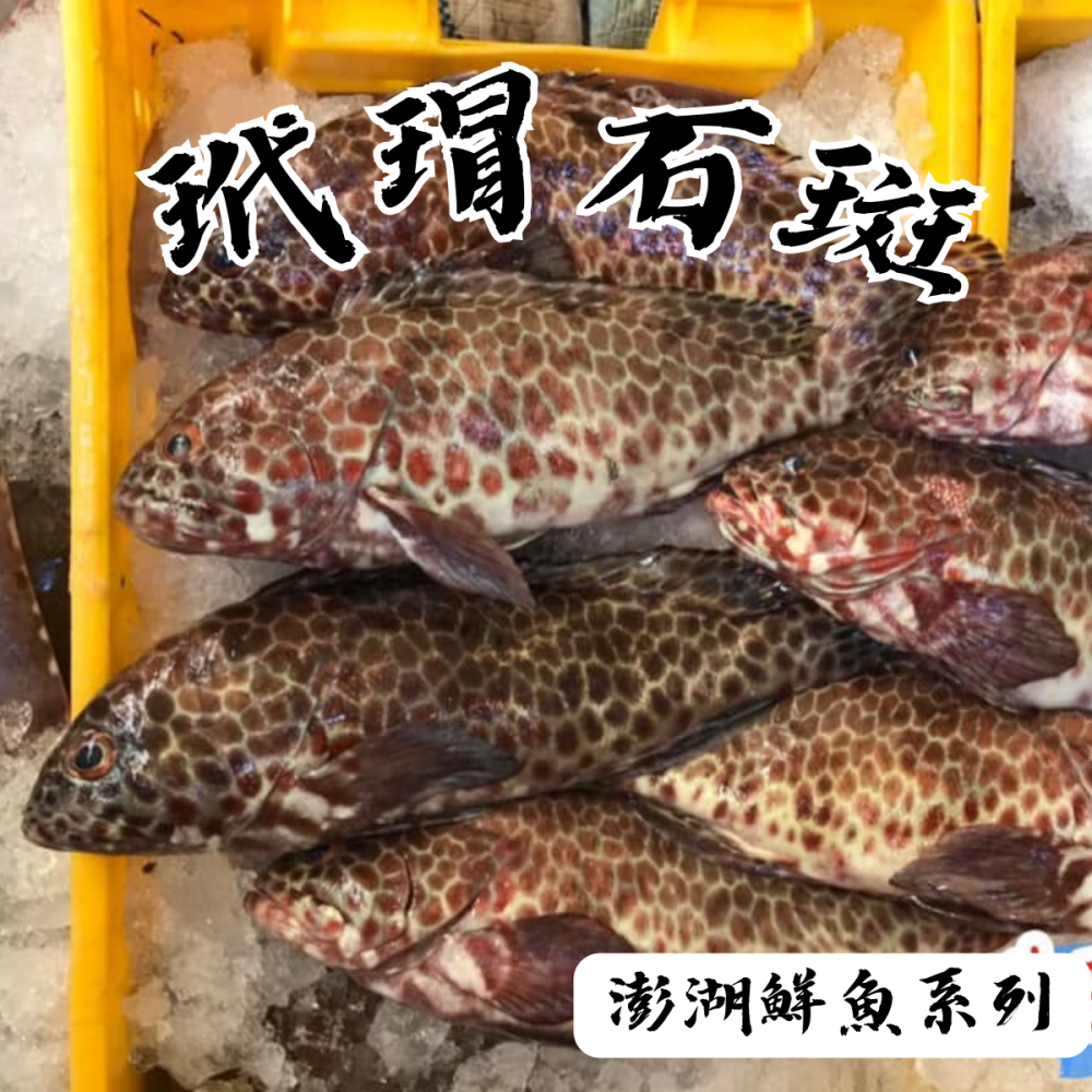 澎湖鮮魚_玳瑁石斑-細節圖2