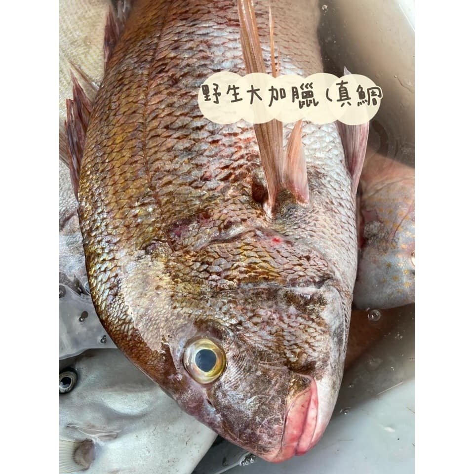 澎湖鮮魚_綜合魚箱海鮮箱-細節圖9