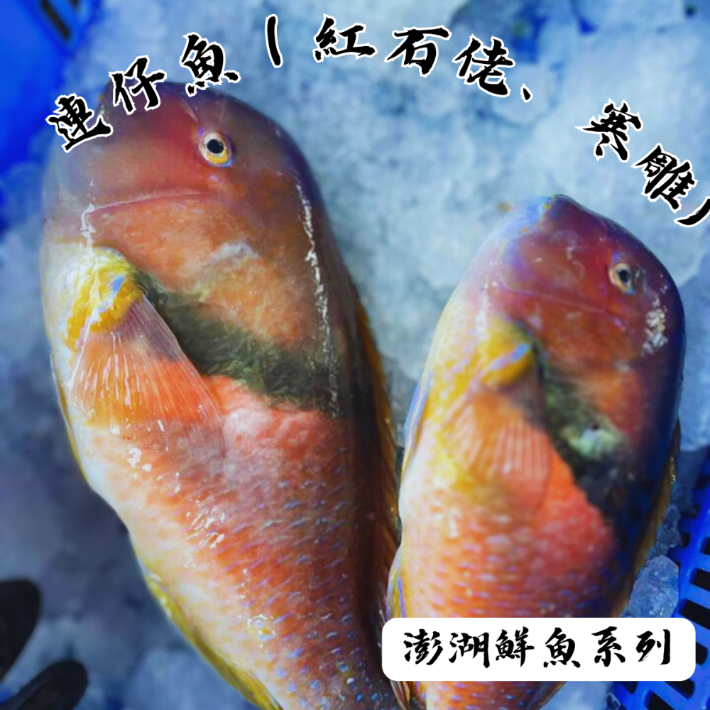 【享島鮮物】澎湖鮮魚_寒鯛/連仔/紅石老-細節圖2