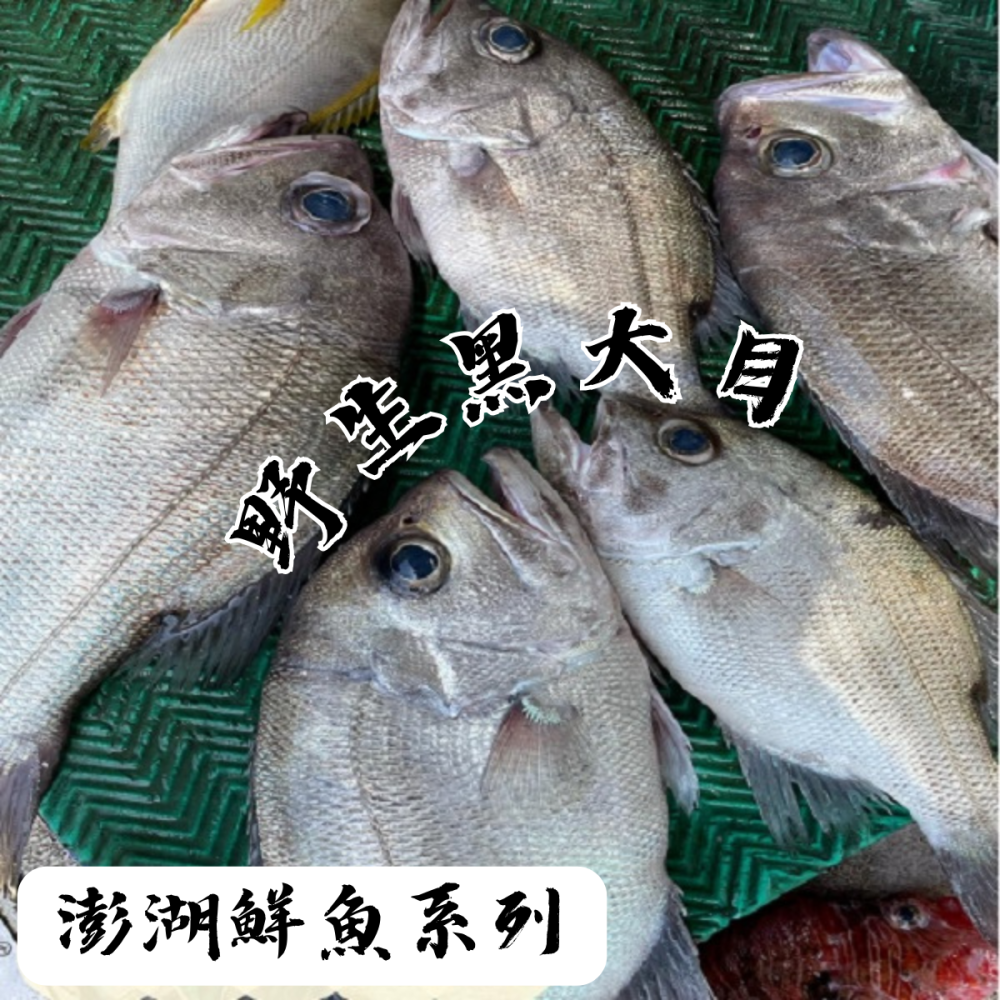 澎湖鮮魚_黑大目-細節圖2