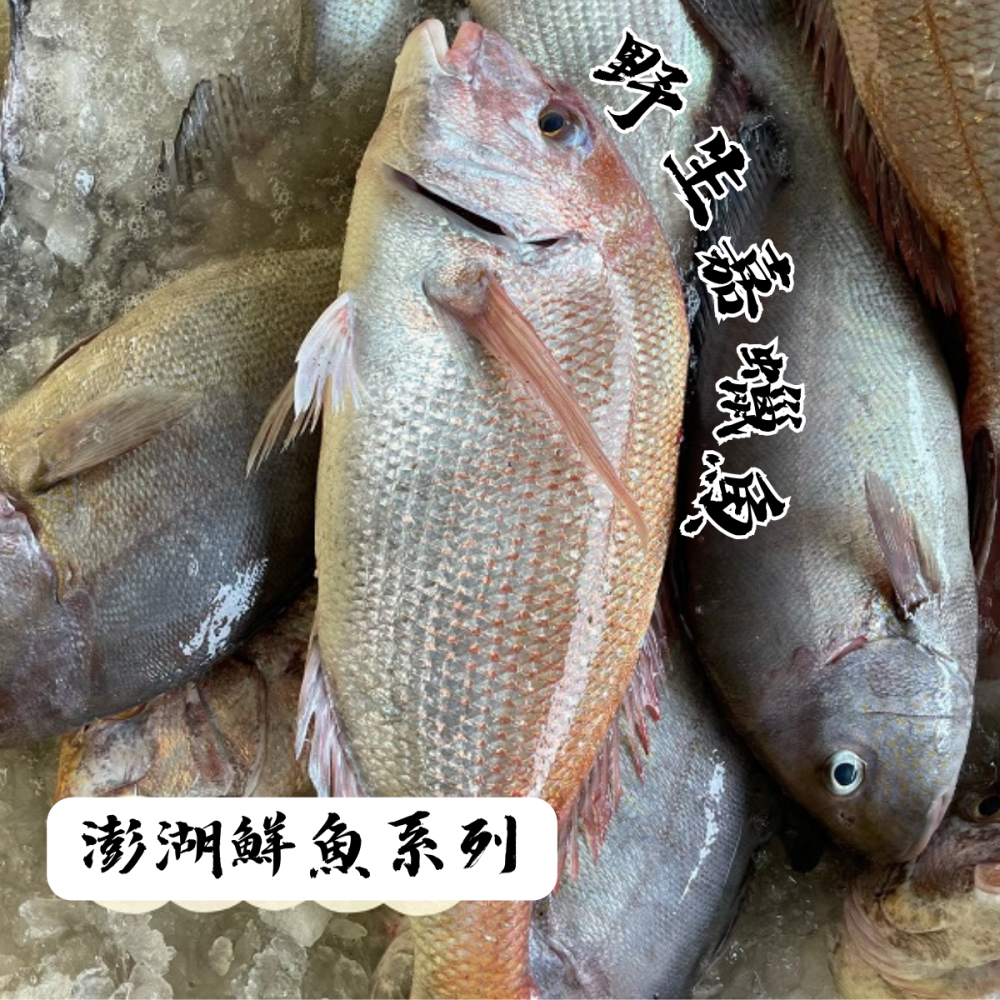 【享島鮮物】澎湖鮮魚_嘉鱲-細節圖2