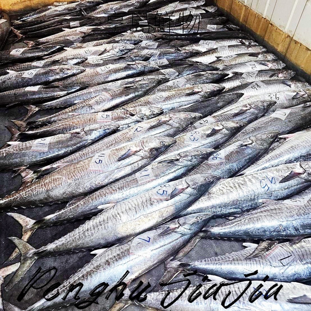 澎湖野生白金土魠魚整尾販售-細節圖2