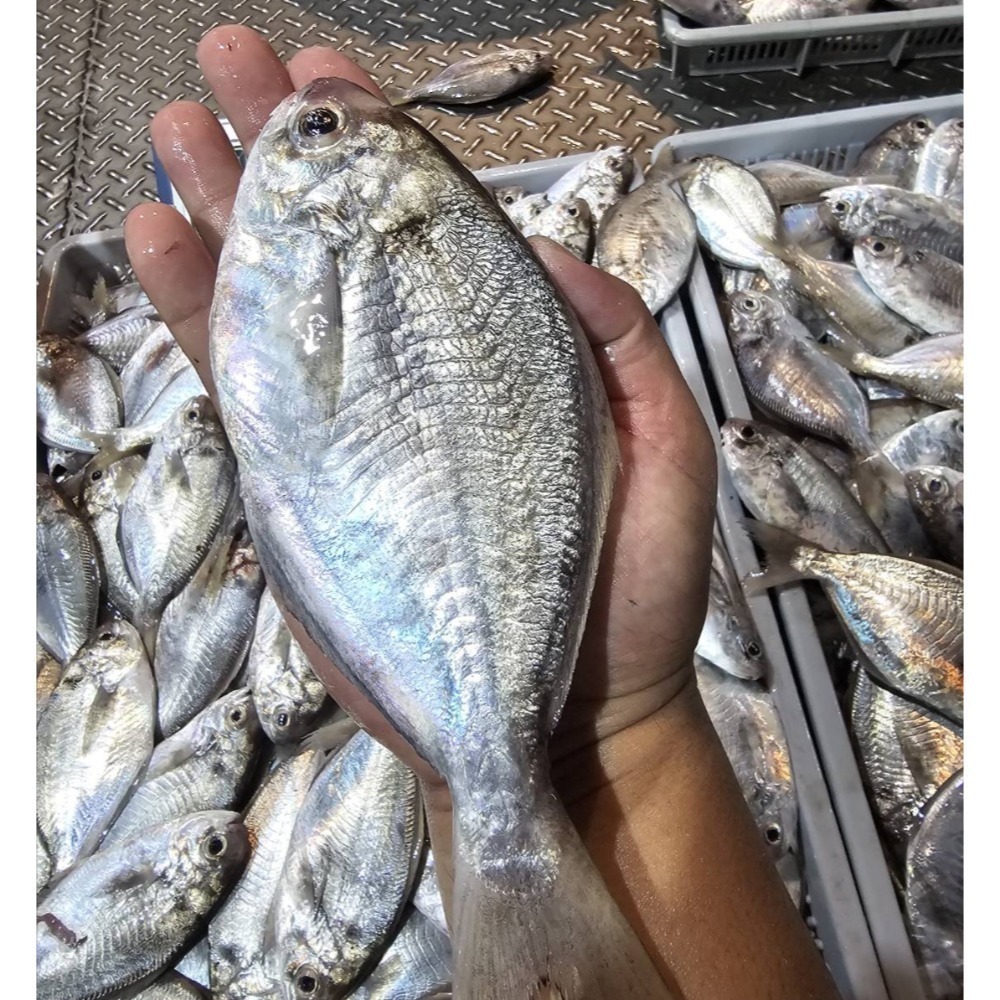 【享島鮮物】澎湖海魚_野生肉魚海魚海鮮-細節圖2
