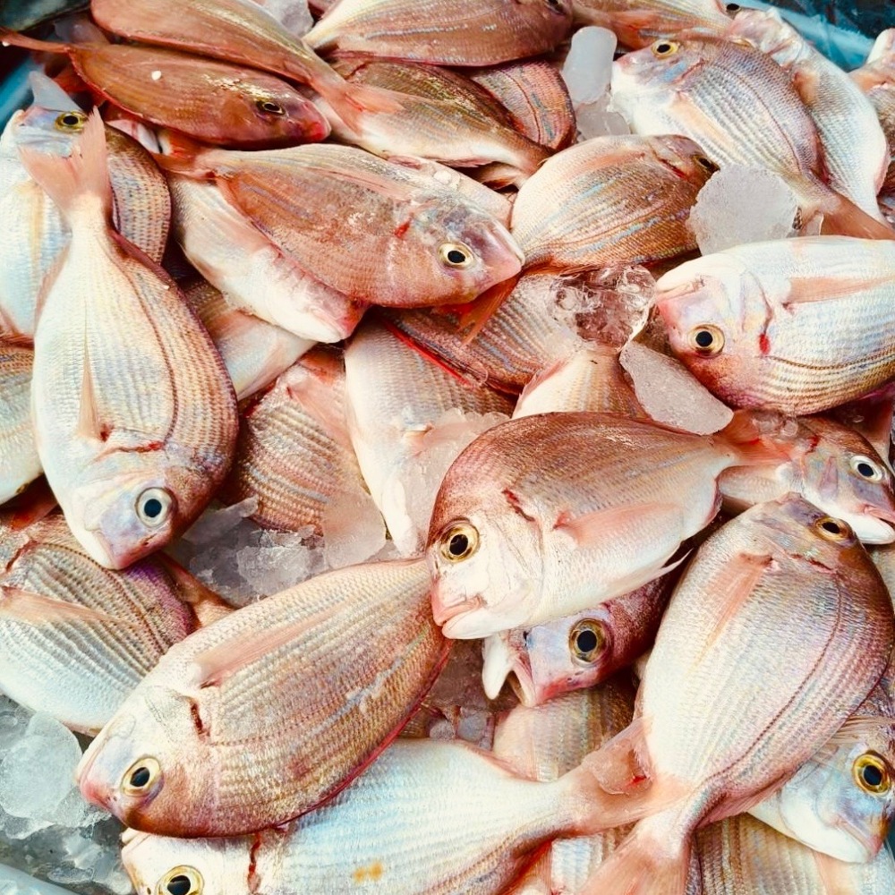 享島鮮物澎湖鮮魚＿盤仔魚紅盤魚-細節圖2