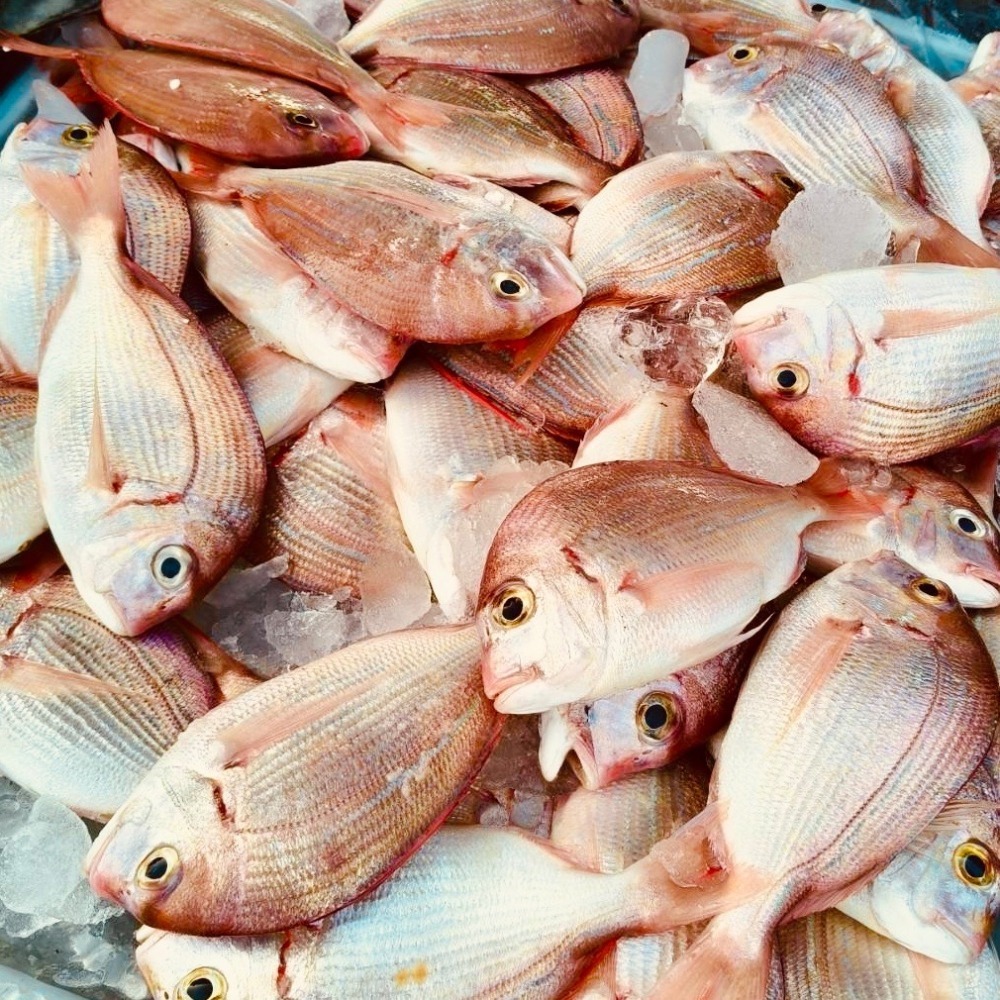 享島鮮物澎湖鮮魚＿盤仔魚紅盤魚-細節圖2