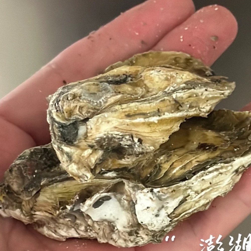 享島鮮物｜澎湖帶殼牡蠣季節限定(重量：一斤)-細節圖2
