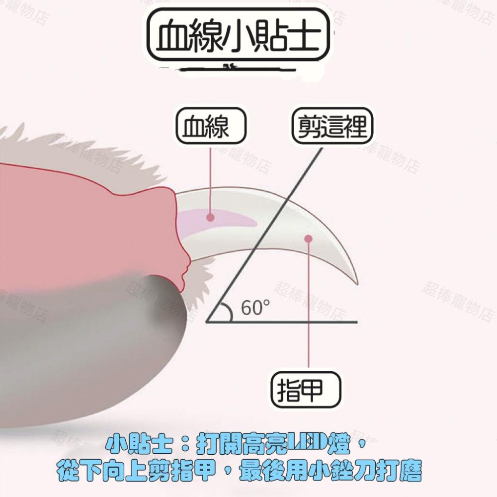 【台灣24H出貨】LED寵物指甲剪 狗狗貓咪剪刀 寵物安全剪 指甲鉗 LED照明 寵物剪指甲 寵物銼刀 貓指甲 狗狗指甲-細節圖3